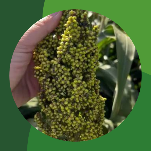 Sorgo — genética para produtividade e estabilidade
